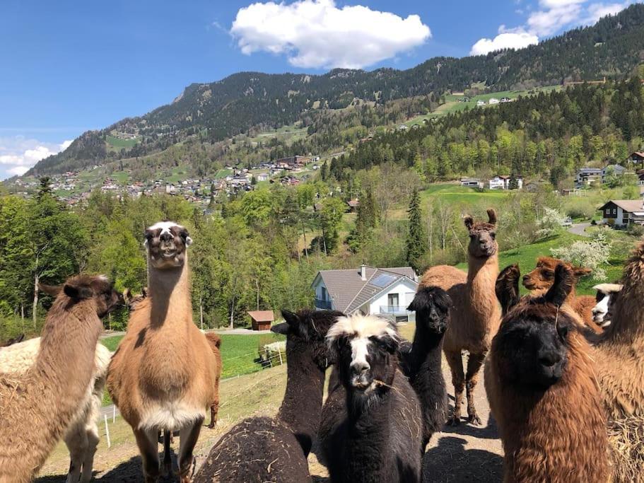 Jurte Beim Lama- & Alpakahof Triesenberg Hotel Екстериор снимка