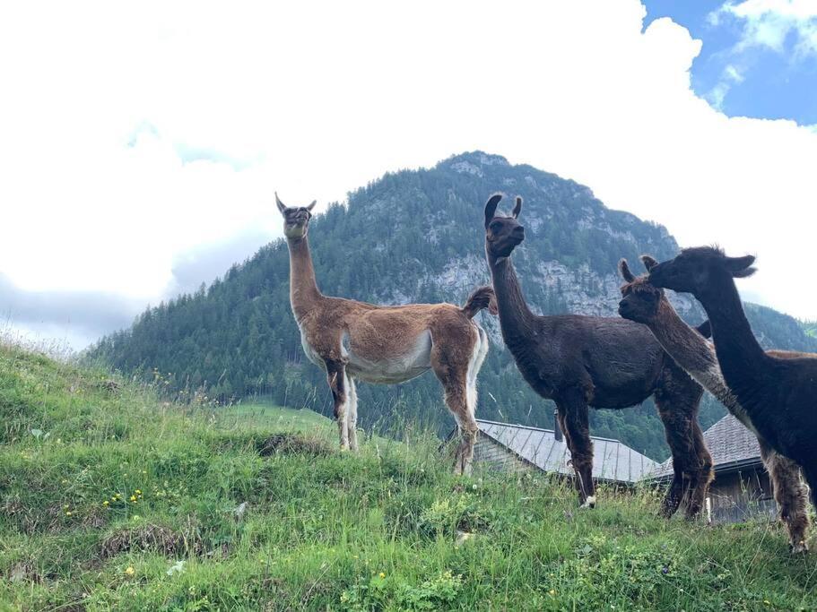 Jurte Beim Lama- & Alpakahof Triesenberg Hotel Екстериор снимка