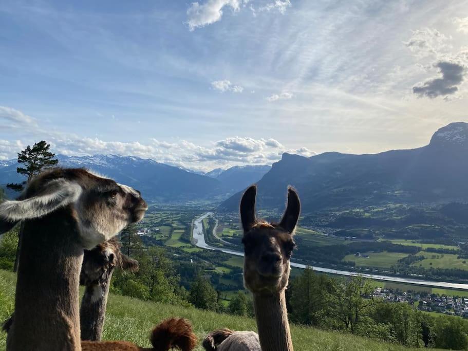 Jurte Beim Lama- & Alpakahof Triesenberg Hotel Екстериор снимка